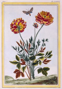 En række dobbeltblomstret gul valmue, ca. 1776 (håndfarvet gravering)