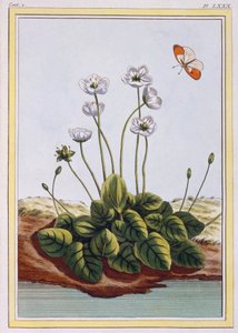 Quackgrass of Parnassus Grass of Parnassus, pub. 1776. af Pierre Joseph Buchoz