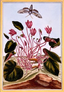 Cyclamen, pub. 1776. af Pierre Joseph Buchoz