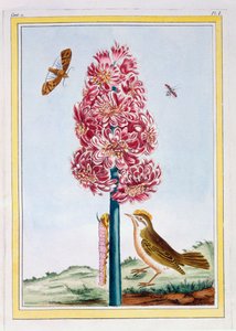 Hyacint, ca.1766 (håndkoloreret stik) af Pierre Joseph Buchoz