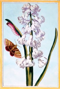 Hyacinth, pub. 1776. af Pierre Joseph Buchoz