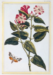 La Belle de Nuit Morning Glory, pub. 1776. af Pierre Joseph Buchoz