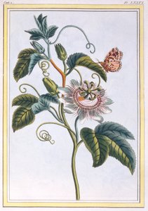 La Grenadille eller Le Maracot, pub. 1776. af Pierre Joseph Buchoz