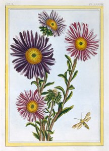 Dronningen Marguerite Aster, pub. 1776. af Pierre Joseph Buchoz