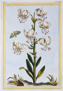 Le Martagan Blanc,  pub. 1776. af Pierre Joseph Buchoz