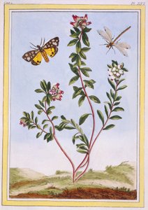 Le Petit arbousier des Alpes Bjerglyng, pub. 1776. af Pierre Joseph Buchoz