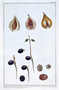 Muskatnød, c1751-1807 af Pierre Joseph Buchoz