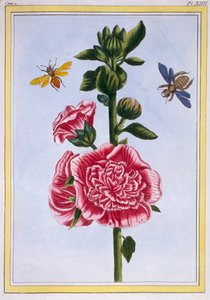 Passerose Stokrose, pub. 1776. af Pierre Joseph Buchoz