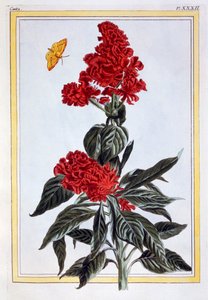 Variety of Amaranthus, pub. 1776. af Pierre Joseph Buchoz