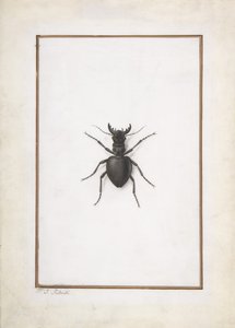 En hjortebille,. af Pierre Joseph Redouté
