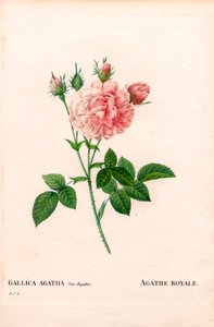 Agathe Royale rose, Rosa gallica sort. Håndfarvet stiplet kobberstik fra Pierre Joseph Redoutes "" Les Roses,"" Paris af Pierre Joseph Redouté