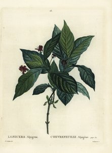 Alpine kaprifolier, Lonicera alpigena. Håndfarvet stipplegravering af Du Ruisseau efter en illustration af Pierre-Joseph Redoute fra Henri Louis Duhamel du Moncels Treat des Arbres et Shrustes, Paris af Pierre Joseph Redouté