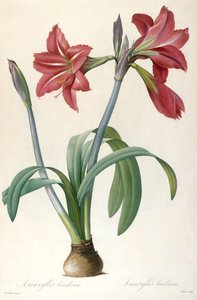 Amaryllis brasiliensis Brasiliansk amaryllis. af Pierre Joseph Redouté