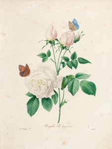 Bengal Thé Hyménée, graveret af Victor, fra 