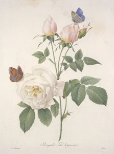 Bengal Hymenal Tea, fra Choice Of The Most Beautiful Flowers and Most Beautiful Fruits, 1827 (håndfarvet stiplet gravering)