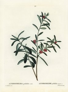 Moserosmarin, Andromeda polifolia. Håndfarvet stipplegravering af efter en illustration af Pierre-Joseph Redoute fra Henri Louis Duhamel du Monceaus Treat des Arbres et Shrustes, Paris af Pierre Joseph Redouté