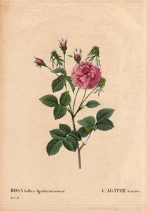 Botanisk bord, blomst, rosesort: Agathe carnee (Rosa gallica agatha incarnata). Ukendt oprindelse, hybrid art af Rose Gallica Damask. I "" The Roses", bind 2 af Pierre Joseph Redoute (1759-1840) af Pierre Joseph Redouté