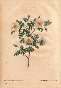 Botanical Board, Flower, Rose Variete: De Candolle