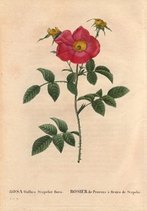 Botanisk tavle, blomst, rosesort: Provinrose med Stapelia-blomstring (Rosa Gallica Stapeliae flora), sandsynligvis udryddede arter. I "" Les Roses", bind 2 af Pierre Joseph Redoute (1759-1840) af Pierre Joseph Redouté