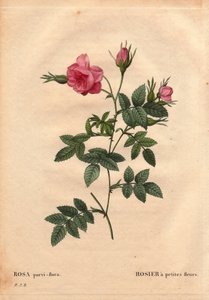 Botanisk bord, blomst, rosesort: Rose med små blomster (Rosa parviflora eller Rosa parviflora) fra Nordamerika. I "" Les Roses", bind 2 af Pierre Joseph Redoute (1759-1840) af Pierre Joseph Redouté