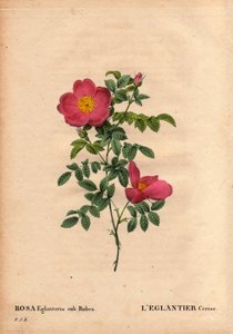 Botanisk bord, blomst, rosesort: Kirsebær-eglantier-repertoriet (Rosa eglanteria sub rubra) i drivhusene hos Monsieur Vilmorin, omkring 1820 og opnået af frøene fra den gule rose foetida. I "" Les Roses", bind 2 af Pierre Joseph Redoute af Pierre Joseph Redouté