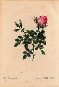 Botanisk bord, blomst, rosesort: De små fire årstider (fire årstider). På latin: Rosa bifera pumila, dyrket af Monsieur Noel, Paris, Frankrig, før 1824. I “” Les Roses”, bind 2 af Pierre Joseph Redoute (1759-1840) af Pierre Joseph Redouté