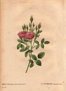Botanisk tavle, blomst, rose variant: Den funklende pompon slags "" Rose de Meaux" (Rosa Pomponiana muscosa) opdaget i en have i det vestlige England omkring 1801. I "" Les Roses", bind 2 af Pierre Joseph Redoute ( 1759-1840) af Pierre Joseph Redouté