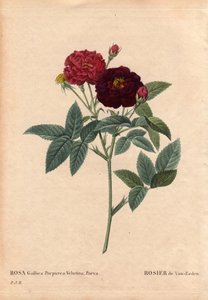 Botanisk bord, blomst, rosesort: Van Eeden Rose (Rosa Gallica Purpurea Velutina Parva). Dyrket i Holland af Van Eeden før 1810. I "" Les Roses", bind 2 af Pierre Joseph Redoute (1759-1840) af Pierre Joseph Redouté