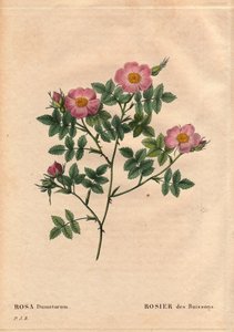 Botanisk bord, blomst, rosesort: buskrose (Rosa dumetorum). Fra familien af hunderoser fra Europa og Asien, opdaget før 1821. I "" Les Roses", bind 2 af Pierre Joseph Redoute (1759-1840) af Pierre Joseph Redouté