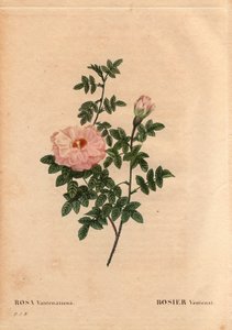 Botanisk bord, blomst, rosesort: Rose Ventenat. (Rosa ventenatiana), ukendt oprindelse. I "" Les Roses", bind 2 af Pierre Joseph Redoute (1759-1840) af Pierre Joseph Redouté