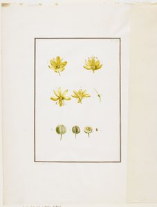 Botanisk dissektion: gul asphodel (Asphodelus lutea), ca. 1778-90 (wc og grafit på papir) af Pierre Joseph Redouté