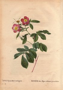 Botanisk plade, blomst, rosesort: Alpernes rose med variegato-blomster (Rosa alpina flora variegato). Indført i Frankrig omkring 1813 de Poilpre. I "" Les Roses", bind 2 af Pierre Joseph Redoute (1759-1840) af Pierre Joseph Redouté