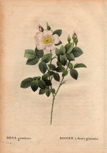 Botanisk plade, blomst, rosesort: ædelstensblomstret rose. (Rosa geminata). Opdaget af professor Rau, nær Würzburg, Tyskland før 1820. I "" Les Roses", bind 2 af Pierre Joseph Redoute (1759-1840) af Pierre Joseph Redouté