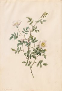Brier Bush Rose eller Hunderose (Rosa Sepium Rosea) af Pierre Joseph Redouté