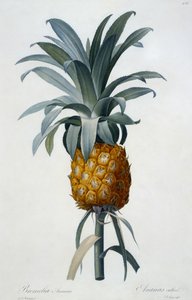 Bromelia Ananas (håndfarvet gravering) af Pierre Joseph Redouté