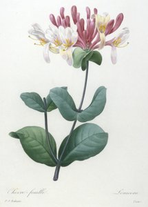 Chevre-feuille, fra Choice Of The Most Beautiful Flowers and Most Beautiful Fruits, 1827 (håndfarvet stipple gravering)