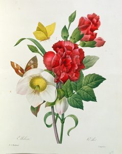 Julerose, Helleborus niger og rød nelliker med sommerfugle, fra 