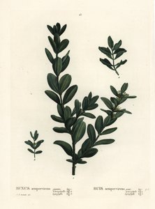 Almindelig kasse, europæisk boks eller buksbom, Buxus sempervirens (gigantea, heterophylla og leptophylla). Håndfarvet stiplet gravering efter en illustration af Pierre-Joseph Redoute fra Henri Louis Duhamel du Monceaus Treat des Arbres et Shrustes, Paris af Pierre Joseph Redouté