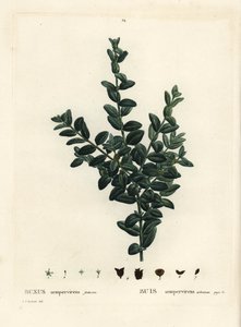 Almindelig æske, europæisk æske eller buksbom, Buxus sempervirens fruticosa. Håndfarvet stiplet gravering efter en illustration af Pierre-Joseph Redoute fra Henri Louis Duhamel du Monceaus Treat des Arbres et Shrustes, Paris af Pierre Joseph Redouté
