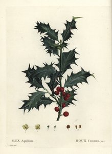 Almindelig kristtorn, Ilex aquifolium. Håndfarvet stiplet gravering efter en illustration af Pierre-Joseph Redoute fra Henri Louis Duhamel du Monceaus Treat des Arbres et Shrustes, Paris af Pierre Joseph Redouté