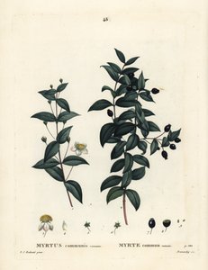 Almindelig myrte, Myrtus communis. Håndfarvet prikkegravering af Demachy efter en illustration af Pierre-Joseph Redoute fra Henri Louis Duhamel du Moncels Treat des Arbres et Shrustes, Paris af Pierre Joseph Redouté