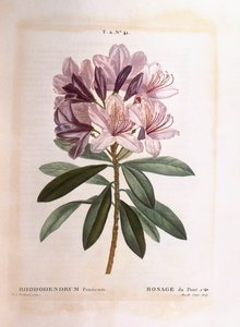 Almindelig rhododendron (Rhododendron ponticum), Henry Louis Duhamel du Monceau, botanisk plade af Pierre Joseph Redouté af Pierre Joseph Redouté