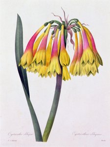 Cyrtanthus Obliquus (farvet gravering) af Pierre Joseph Redouté