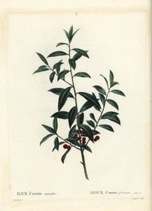 Dahoon kristtorn eller cassina, Ilex cassine. Håndfarvet prikkegravering af Coqueret efter en illustration af Pierre-Joseph Redoute fra Henri Louis Duhamel du Moncels Treat des Arbres et Shrustes, Paris af Pierre Joseph Redouté