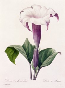 Dature Laevis (farvet gravering) af Pierre Joseph Redouté