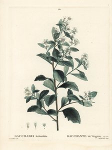Østlig baccharis, jordselbusk, havmyrte eller saltbusk, Baccharis halimifolia. Håndfarvet stipplegravering af Miss Brenet efter en illustration af Pierre-Joseph Redoute fra Henri Louis Duhamel du Moncels Treat des Arbres et Shrustes, Paris af Pierre Joseph Redouté