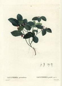 Østlig tebær, skaktern eller boksbær, Gaultheria procumbens. Håndfarvet prikkegravering af Tassaert efter en illustration af Pierre-Joseph Redoute fra Henri Louis Duhamel du Moncels Treat des Trees et Shrustes, Paris af Pierre Joseph Redouté