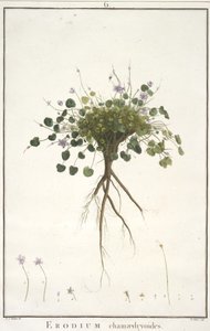 Erodium chamaedryoides, fra Geraniologi, eller fra historien om Erodius, Pelargonii, Monsonia og Grieli, illustreret med ikoner, 1787-88 (håndfarvet gravering) af Pierre Joseph Redouté