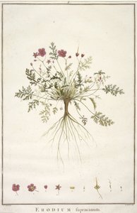Erodius supracanum, fra Geraniologi, eller fra historien om Erodii, Pelargonii, Monsonia og Grieli, illustreret med ikoner, 1787-88 (håndfarvet gravering) af Pierre Joseph Redouté