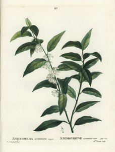 Fetterbush, Andromeda acuminata. Håndfarvet stipplegravering af Miss Brenet efter en illustration af Pierre-Joseph Redoute fra Henri Louis Duhamel du Moncels Treat des Arbres et Shrustes, Paris af Pierre Joseph Redouté